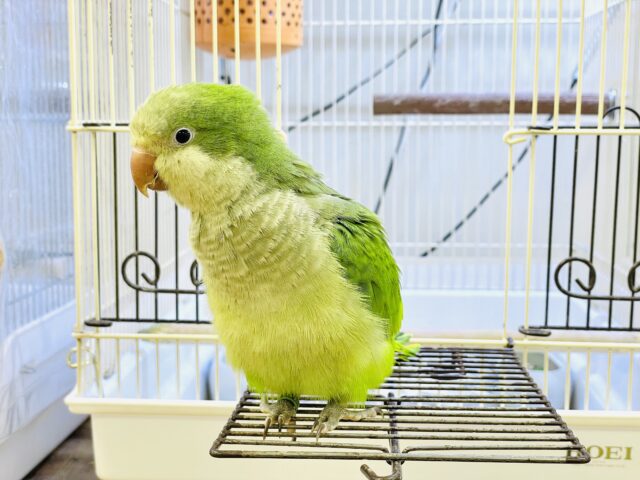 オキナインコ