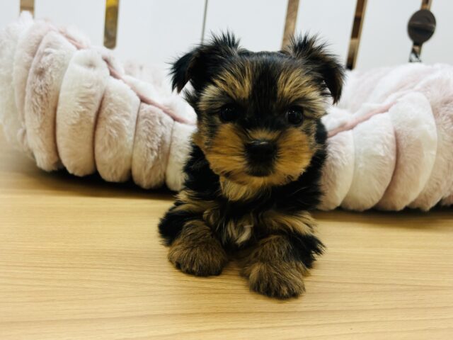 ヨークシャテリア