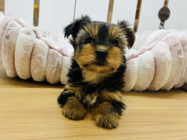 ヨークシャテリア