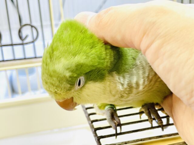 オキナインコ