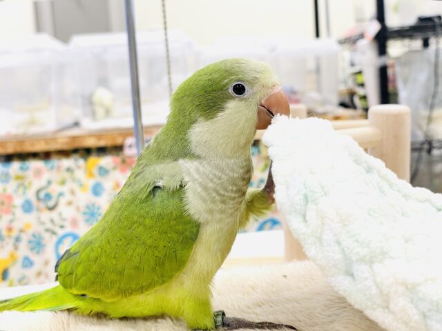 オキナインコ