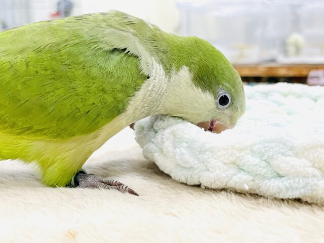 オキナインコ