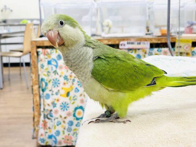 オキナインコ