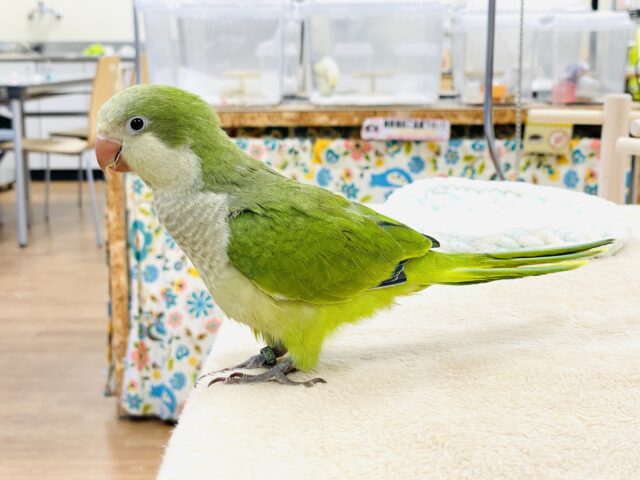 オキナインコ