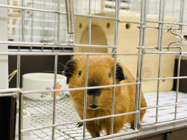 ロシアンスモークモルモット