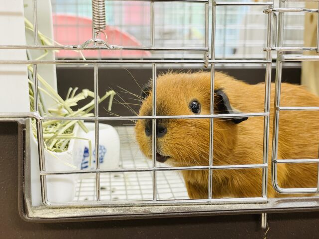 ロシアンスモークモルモット