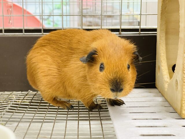ロシアンスモークモルモット