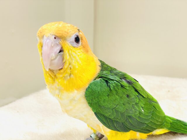 シロハラインコ