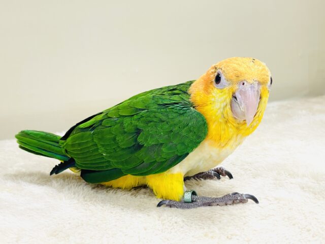 シロハラインコ