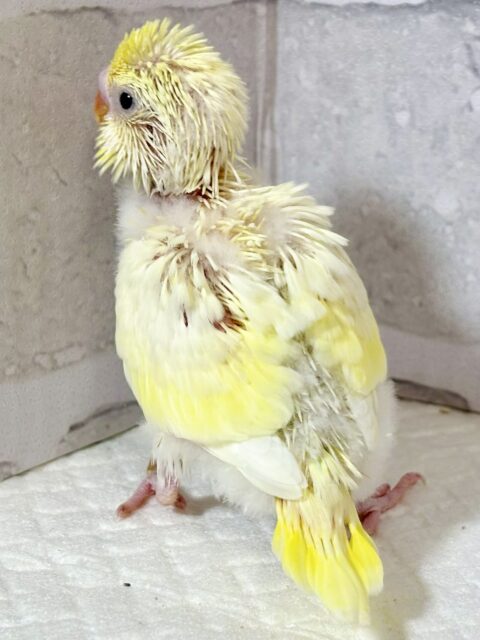 セキセイインコ