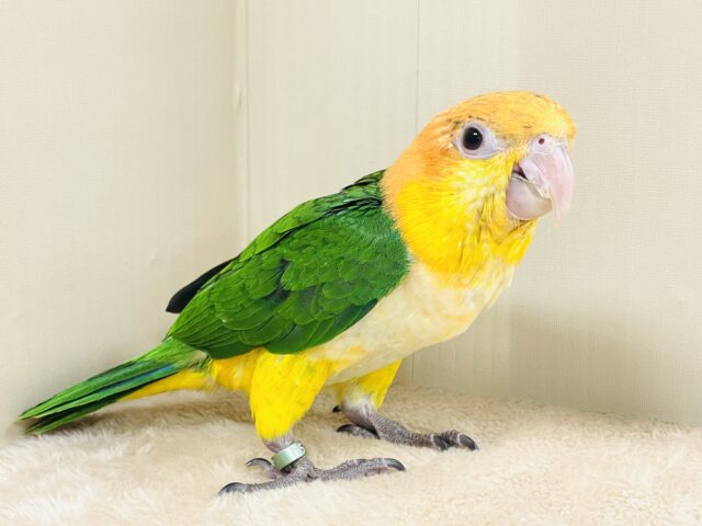 シロハラインコ