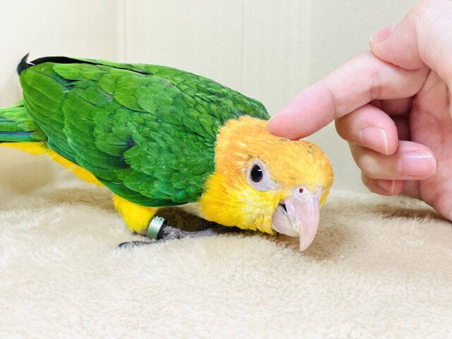シロハラインコ