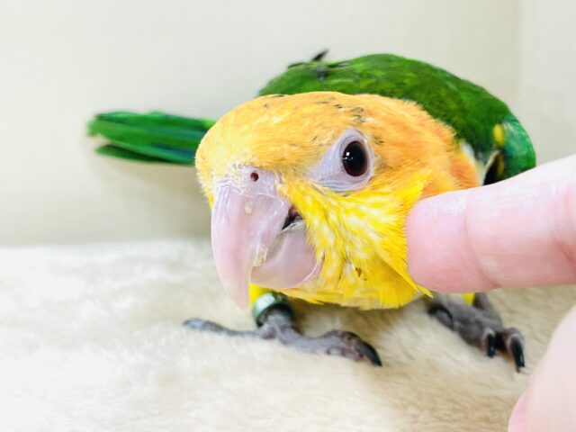 シロハラインコ
