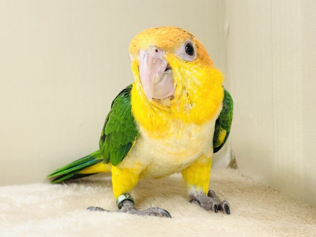 シロハラインコ