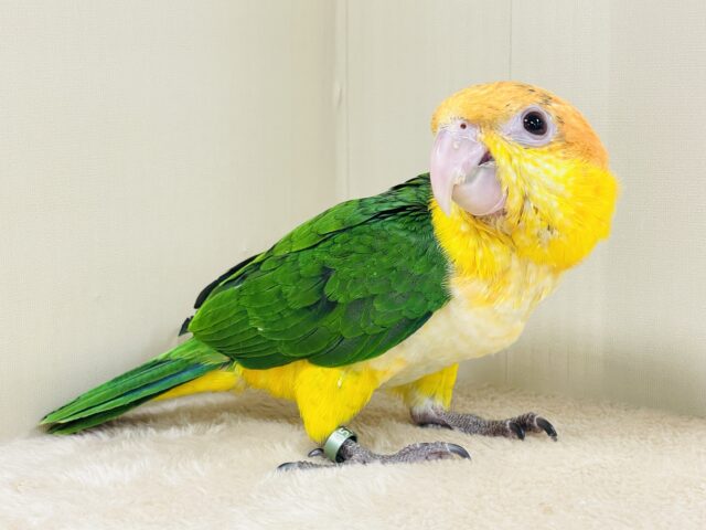 シロハラインコ