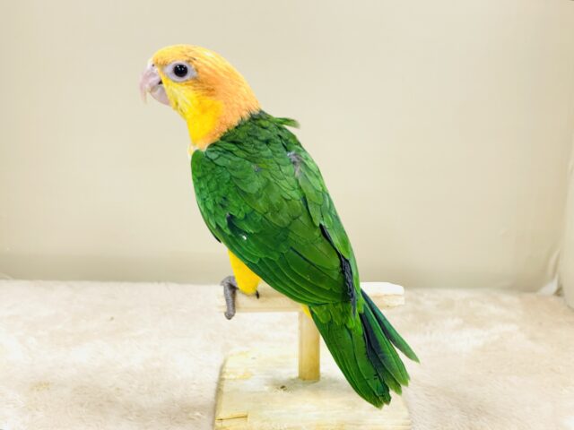 シロハラインコ