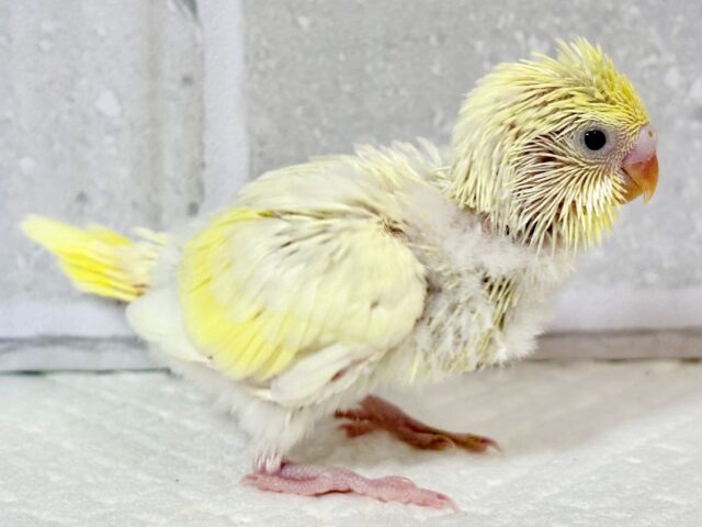 セキセイインコ