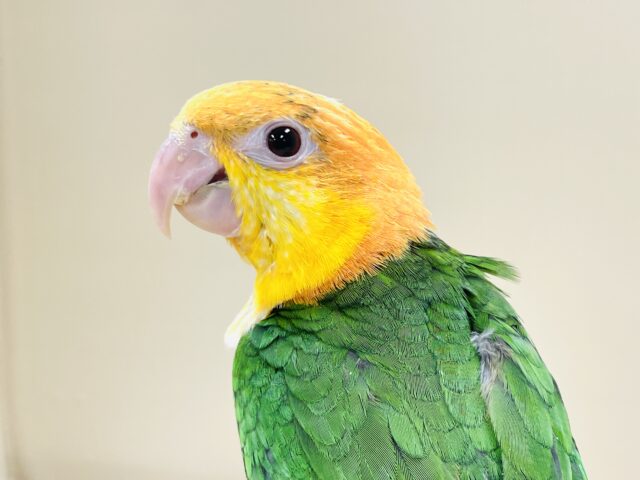 シロハラインコ