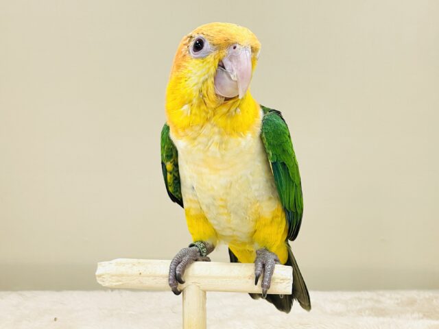 シロハラインコ