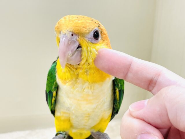 シロハラインコ