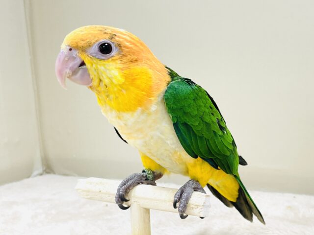 シロハラインコ