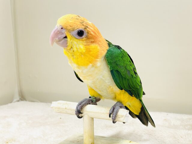 シロハラインコ