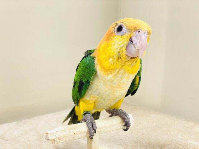 シロハラインコ