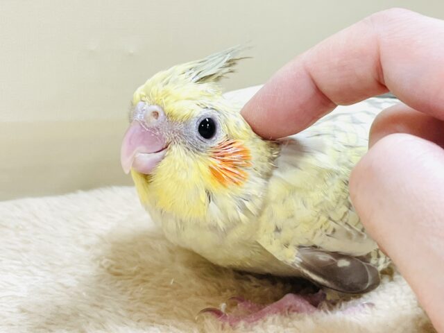 オカメインコ