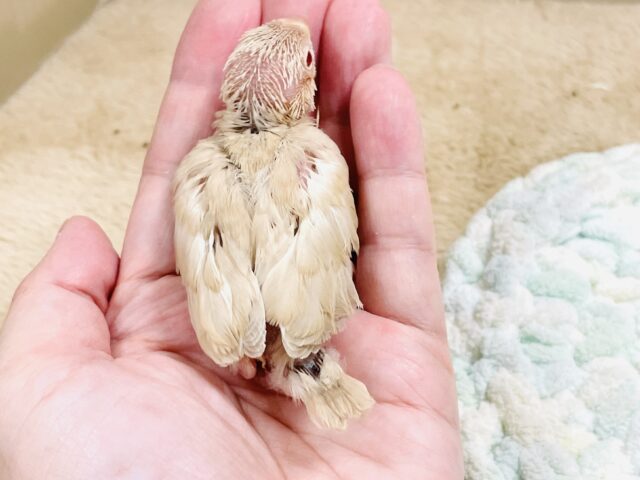 シナモン文鳥