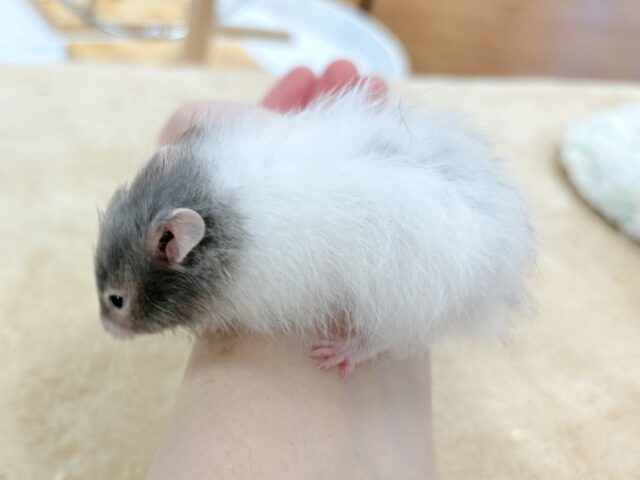 ゴールデンハムスター