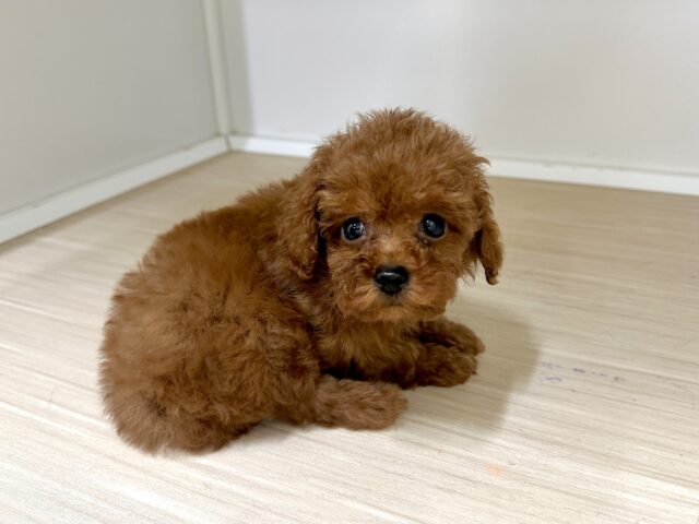 キラキラおめめ☆*。トイプードル男の子 トイプードル