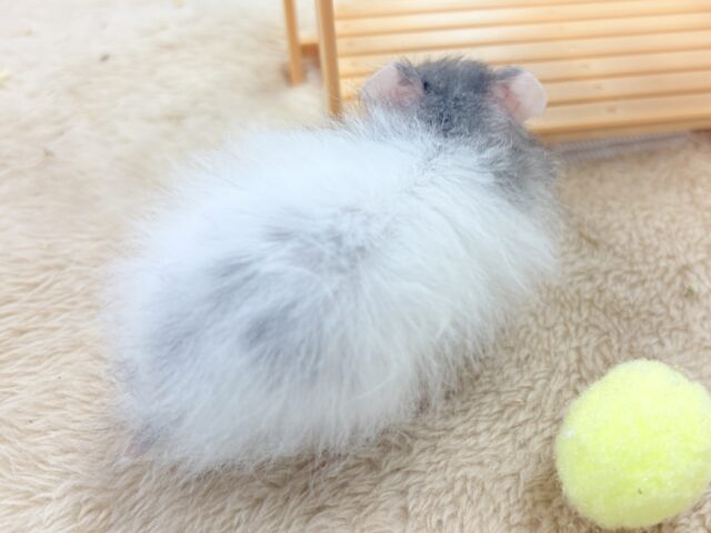 ゴールデンハムスター