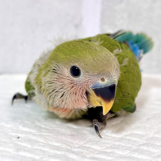 コザクラインコ（小桜インコ）