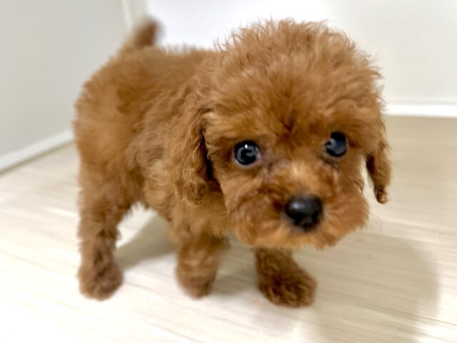 キラキラおめめ☆*。トイプードル男の子 トイプードル