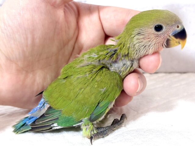 コザクラインコ（小桜インコ）