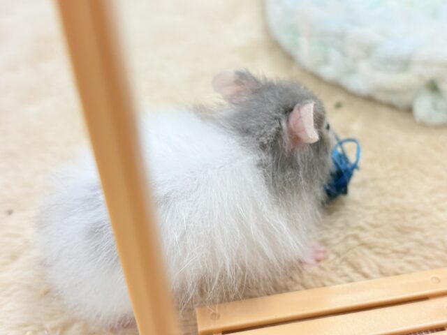 ゴールデンハムスター