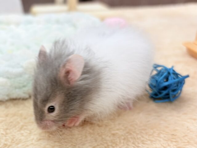 ゴールデンハムスター