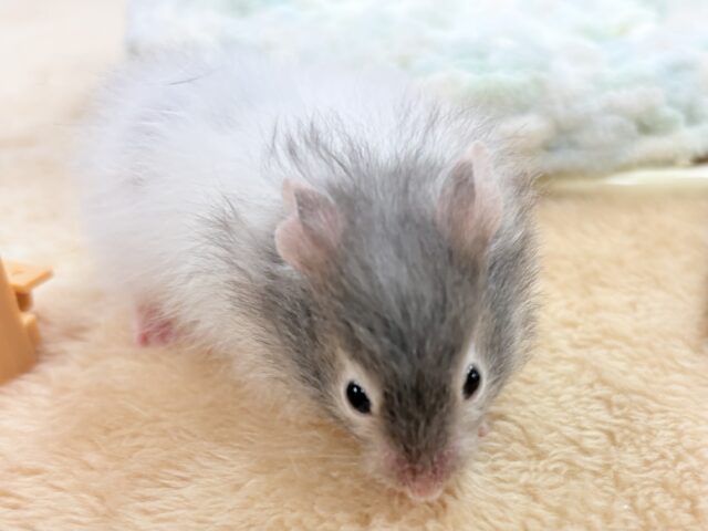 ゴールデンハムスター