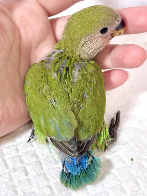 コザクラインコ（小桜インコ）