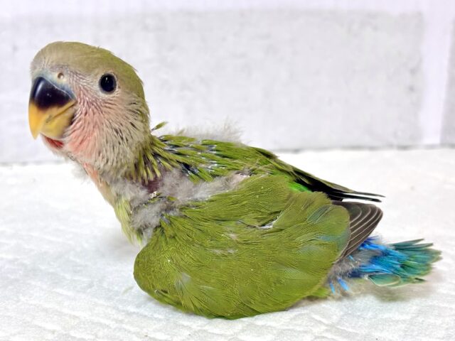 コザクラインコ（小桜インコ）