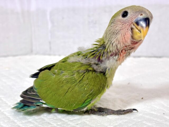 コザクラインコ（小桜インコ）