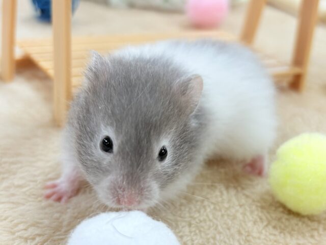 セーブルハムスター