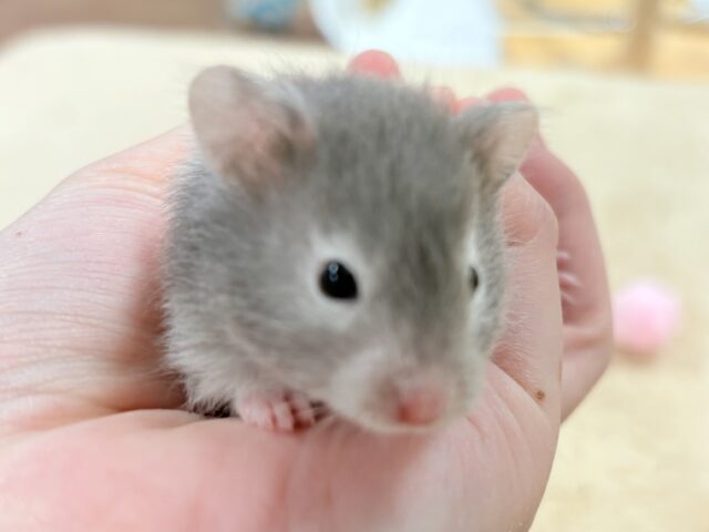 セーブルハムスター