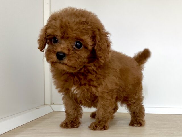 キラキラおめめ☆*。トイプードル男の子 トイプードル