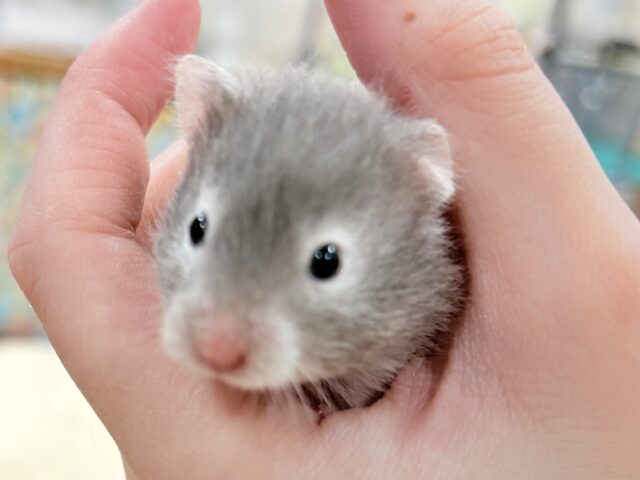 セーブルハムスター