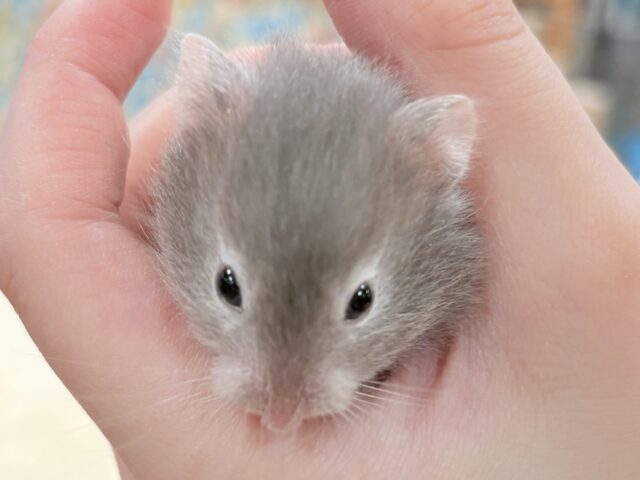 ゴールデンハムスター