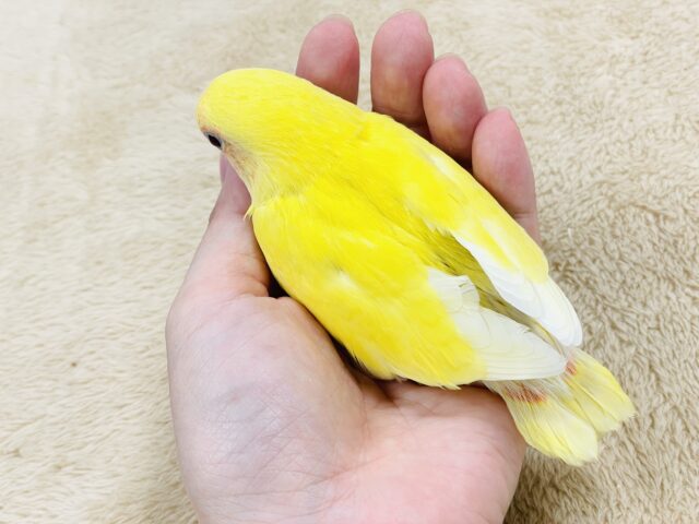 コザクラインコ（小桜インコ）