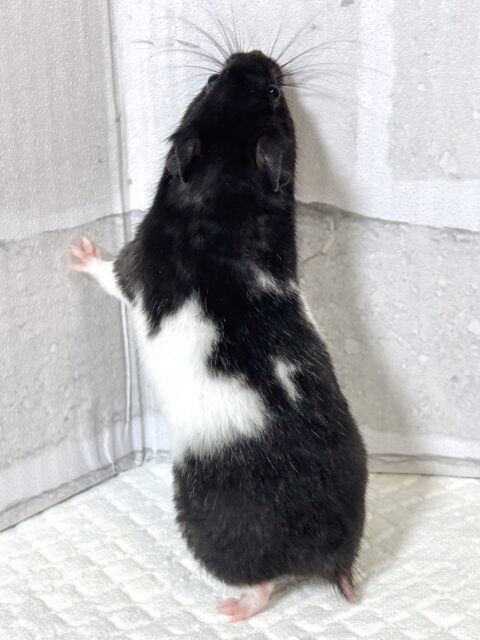 ドワーフハムスターの1種