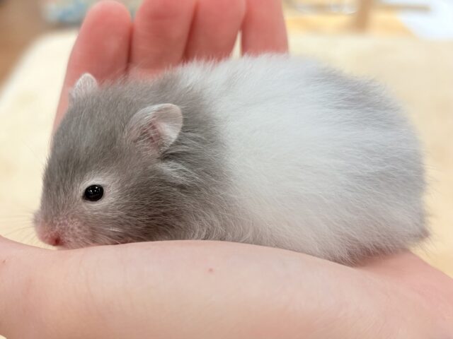 セーブルハムスター
