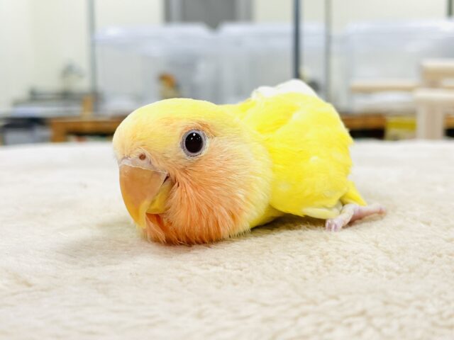 コザクラインコ（小桜インコ）